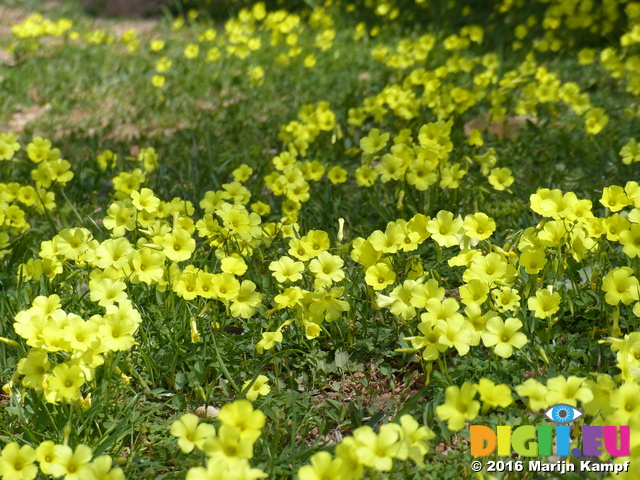 FZ026696 Yellow flowers